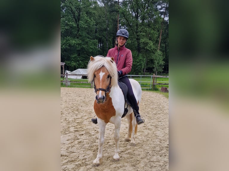 Icelandic Horse Mare 13 years in Ruppichteroth