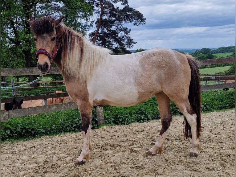 Icelandic Horse Mare 13 years in Ruppichteroth