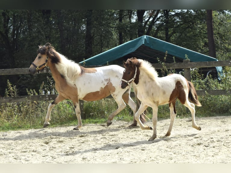 Icelandic Horse Mare 13 years in Ruppichteroth