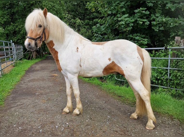 Icelandic Horse Mare 13 years in Ruppichteroth