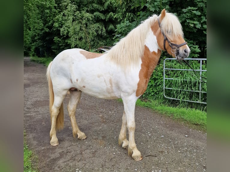 Icelandic Horse Mare 13 years in Ruppichteroth