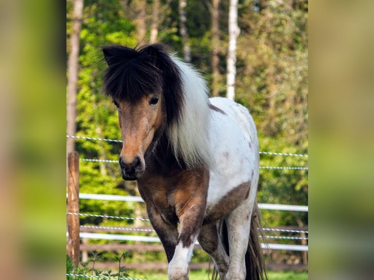 Icelandic Horse Mare 13 years in Ruppichteroth