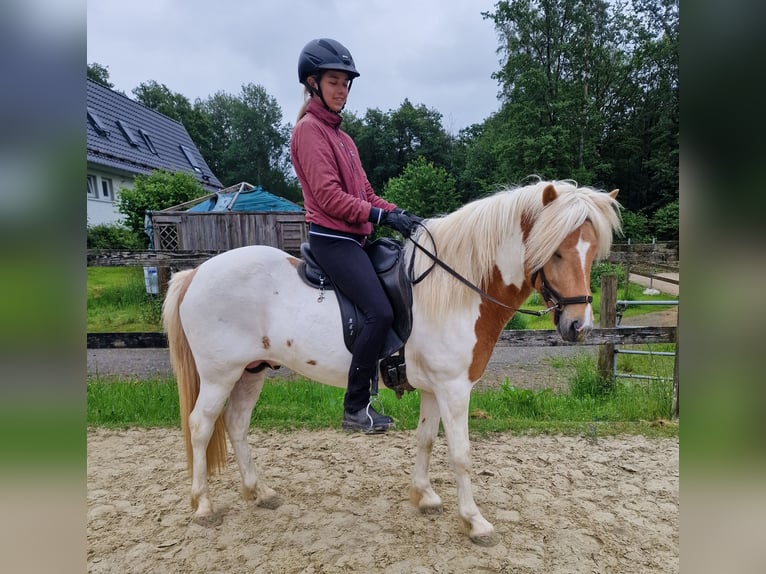 Icelandic Horse Mare 13 years in Ruppichteroth