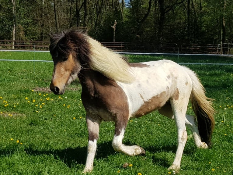Icelandic Horse Mare 13 years in Ruppichteroth