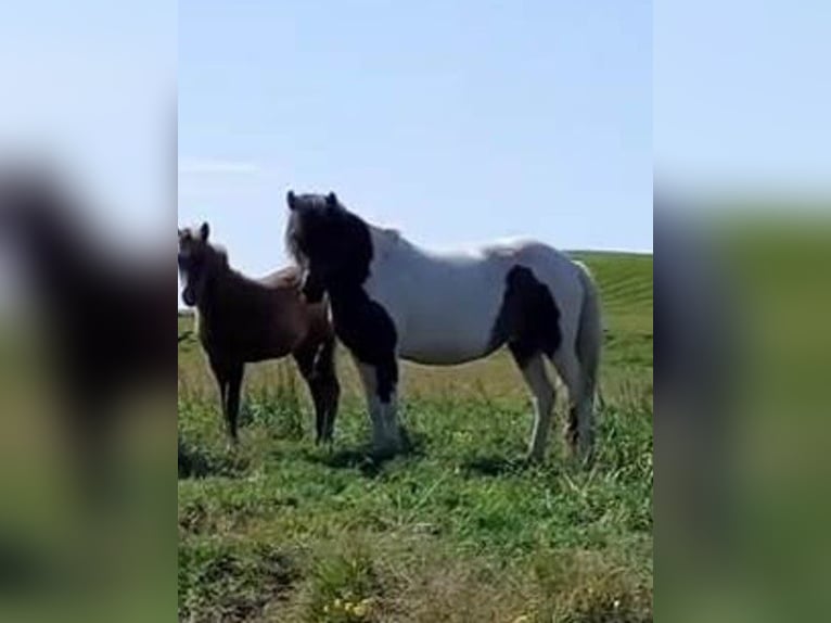 Icelandic Horse Mare 13 years Pinto in Neustadt am Rübenberge