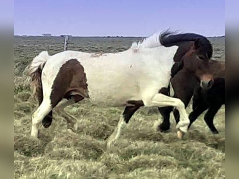 Icelandic Horse Mare 13 years Pinto in Neustadt am Rübenberge