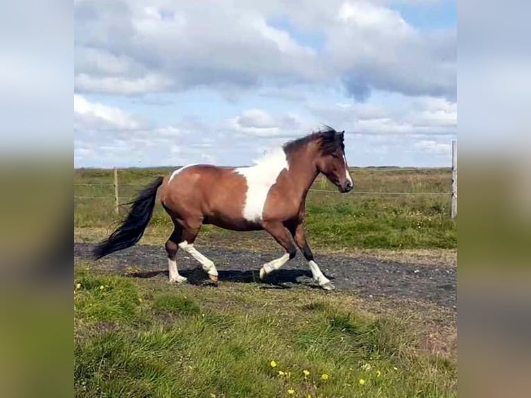 Icelandic Horse Mare 13 years Pinto in Reykjavik