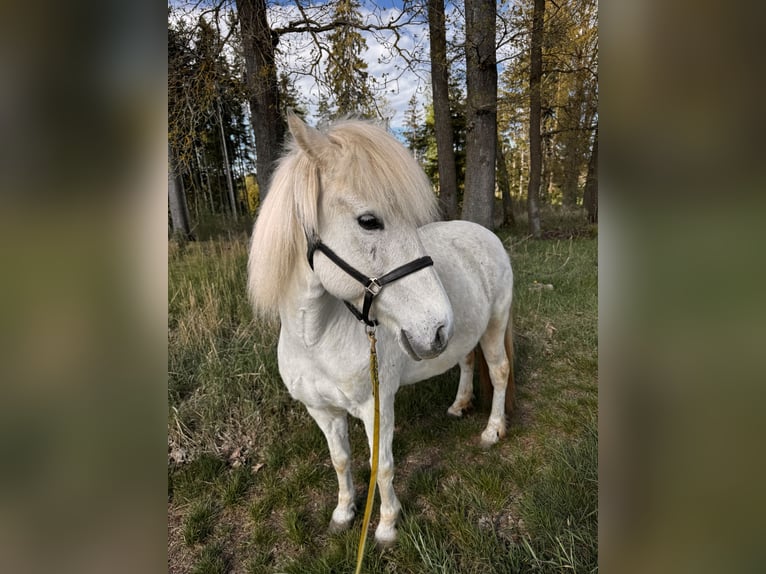 Icelandic Horse Mare 14 years 12.2 hh Grey in Langschwarza