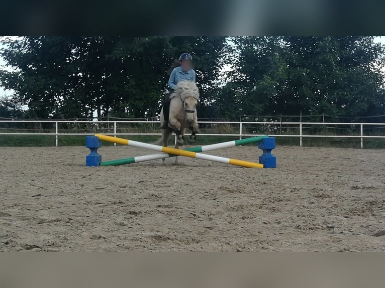 Icelandic Horse Mare 14 years 12,3 hh Cremello in Kaarst