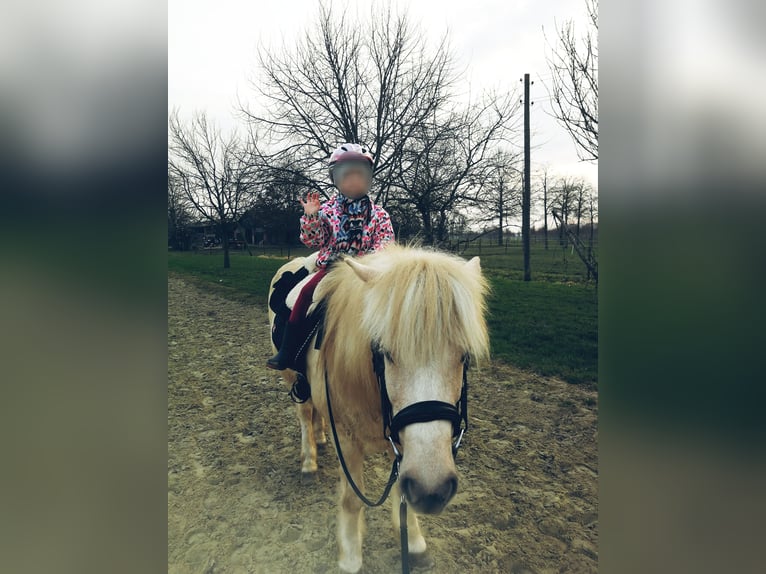 Icelandic Horse Mare 14 years 12,3 hh Cremello in Kaarst