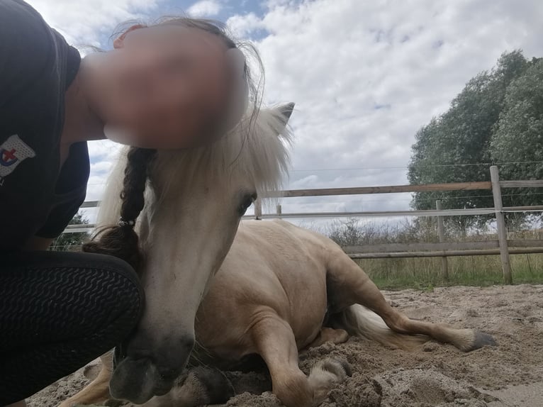 Icelandic Horse Mare 14 years 12,3 hh Cremello in Kaarst