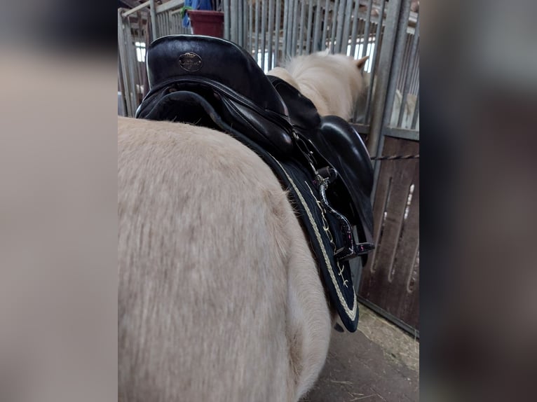 Icelandic Horse Mare 14 years 12,3 hh Cremello in Kaarst