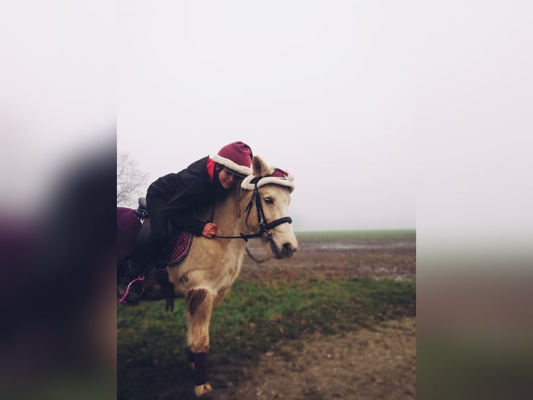 Icelandic Horse Mare 14 years 12,3 hh Cremello in Kaarst