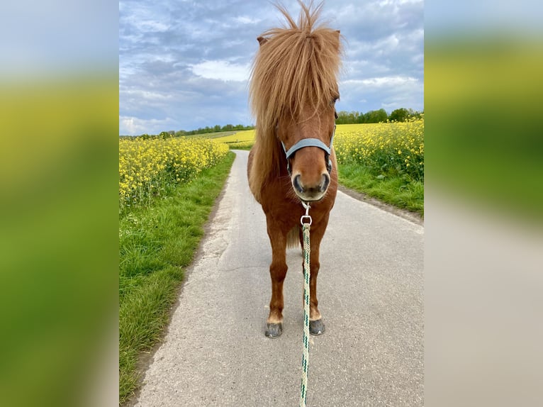 Icelandic Horse Mare 14 years 12,3 hh Chestnut-Red in Mülheim an der Ruhr