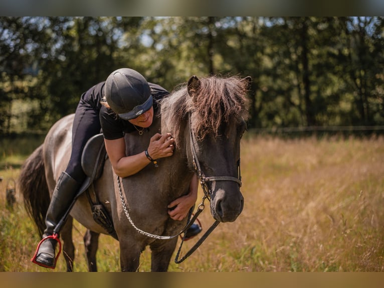 Icelandic Horse Mare 14 years 13.1 hh  in Ulrichsberg