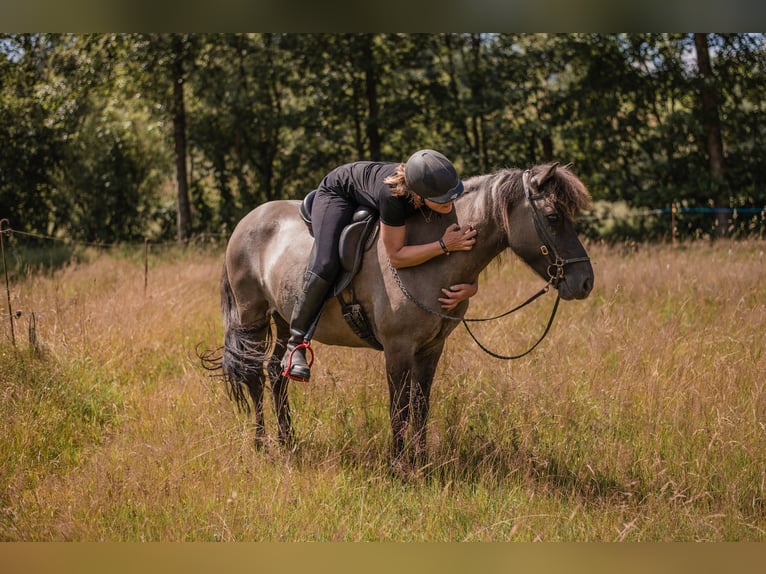 Icelandic Horse Mare 14 years 13.1 hh  in Ulrichsberg