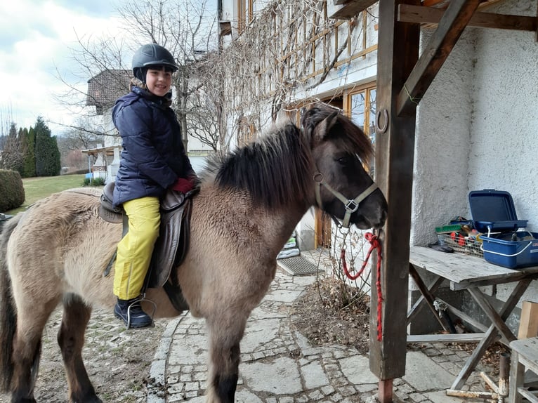 Icelandic Horse Mare 14 years 13.1 hh  in Ulrichsberg
