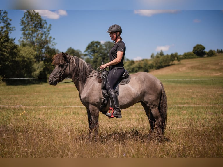 Icelandic Horse Mare 14 years 13.1 hh  in Ulrichsberg