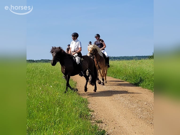 Icelandic Horse Mare 14 years 13.2 hh Bay-Dark in Kerpen