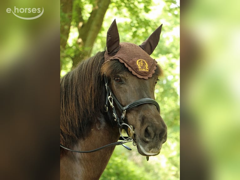 Icelandic Horse Mare 14 years 13.2 hh Bay-Dark in Kerpen