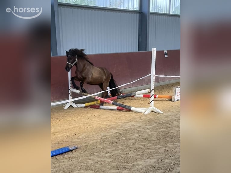 Icelandic Horse Mare 14 years 13.2 hh Bay-Dark in Kerpen