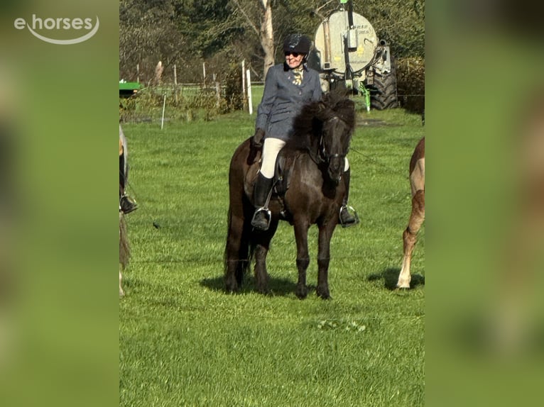 Icelandic Horse Mare 14 years 13.2 hh Bay-Dark in Kerpen