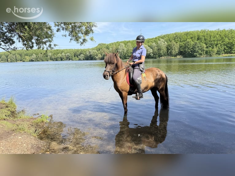 Icelandic Horse Mare 14 years 13.2 hh Bay-Dark in Kerpen