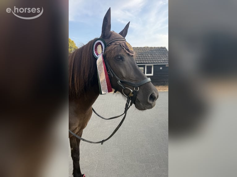 Icelandic Horse Mare 14 years 13.2 hh Bay-Dark in Kerpen