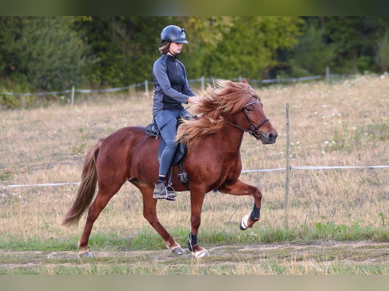 Icelandic Horse Mare 14 years 13.2 hh Chestnut-Red in Brauneberg