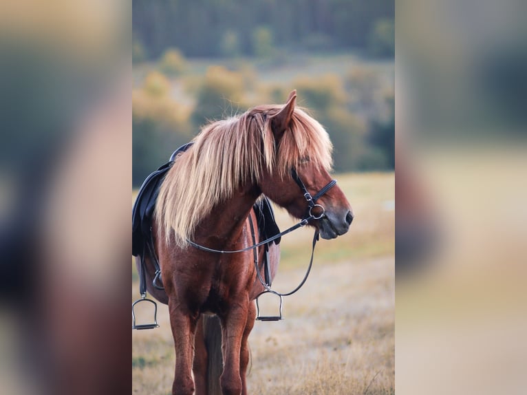 Icelandic Horse Mare 14 years 13.2 hh Chestnut-Red in Brauneberg