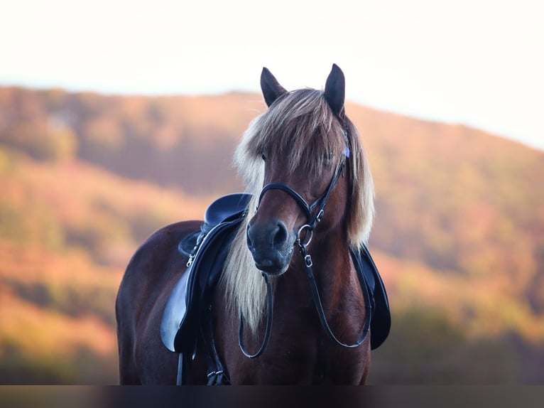 Icelandic Horse Mare 14 years 13.2 hh Chestnut-Red in Brauneberg