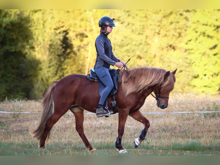 Icelandic Horse Mare 14 years 13.2 hh Chestnut-Red in Brauneberg