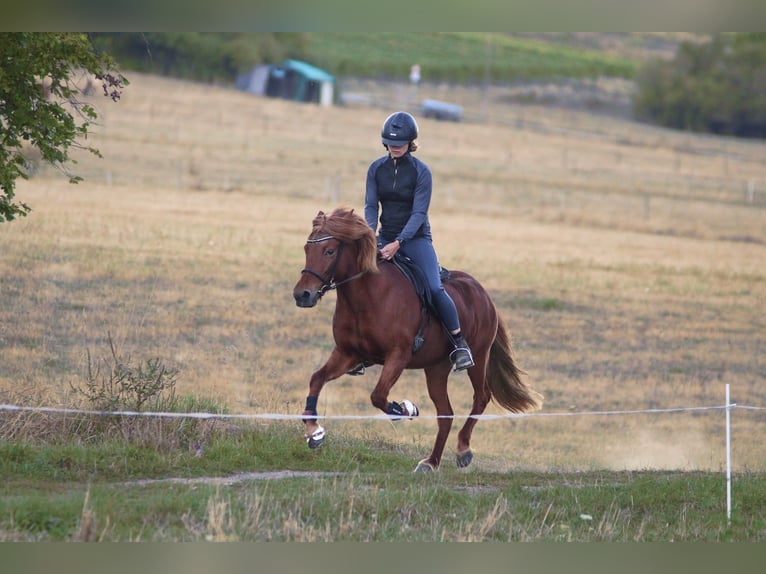 Icelandic Horse Mare 14 years 13.2 hh Chestnut-Red in Brauneberg
