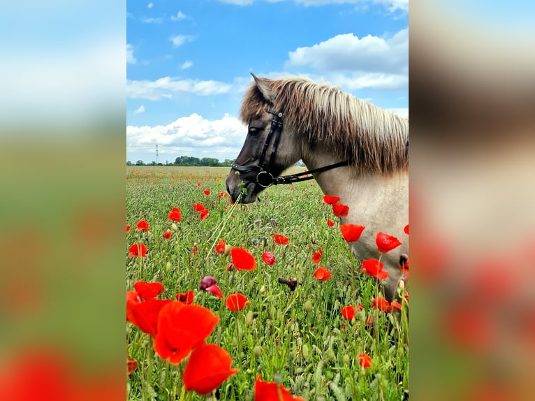 Icelandic Horse Mare 14 years 13.2 hh Dun in Ahrenshoop