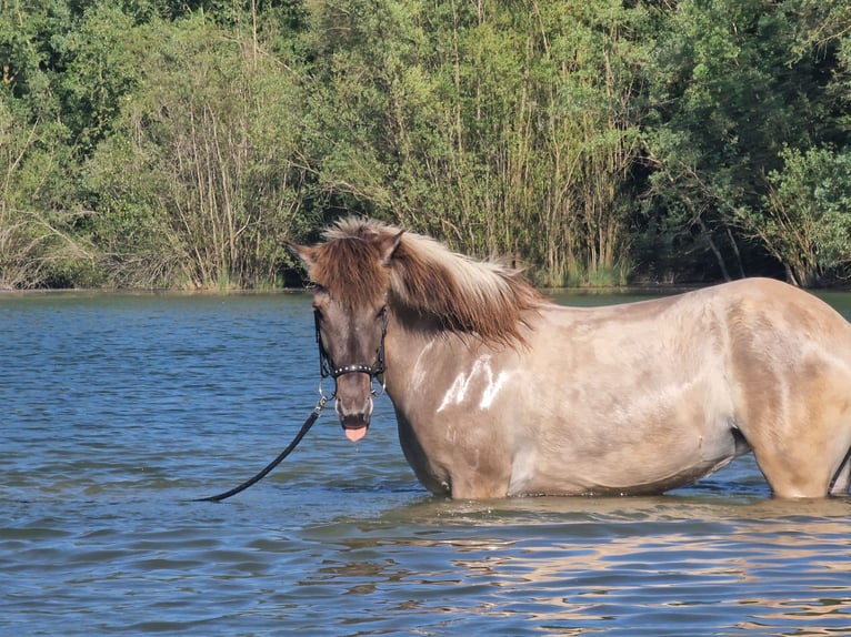 Icelandic Horse Mare 14 years 13.2 hh Dun in Ahrenshoop