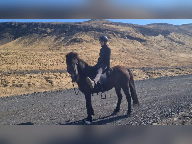 Icelandic Horse Mare 14 years 13,3 hh Brown in Snaefellsbaer