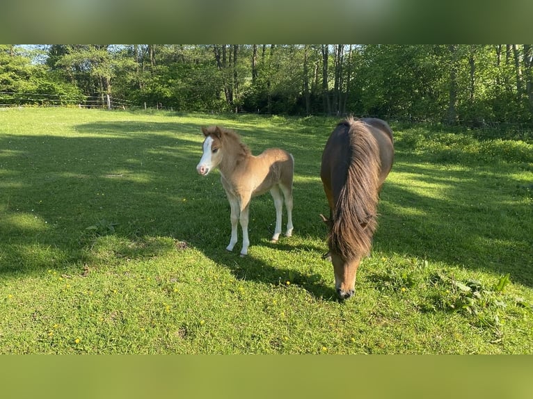 Icelandic Horse Mare 14 years 13 hh Brown in Reinfeld (Holstein)R