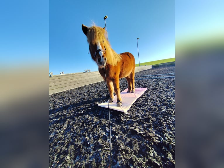 Icelandic Horse Mare 14 years 13 hh Chestnut-Red in Nehms