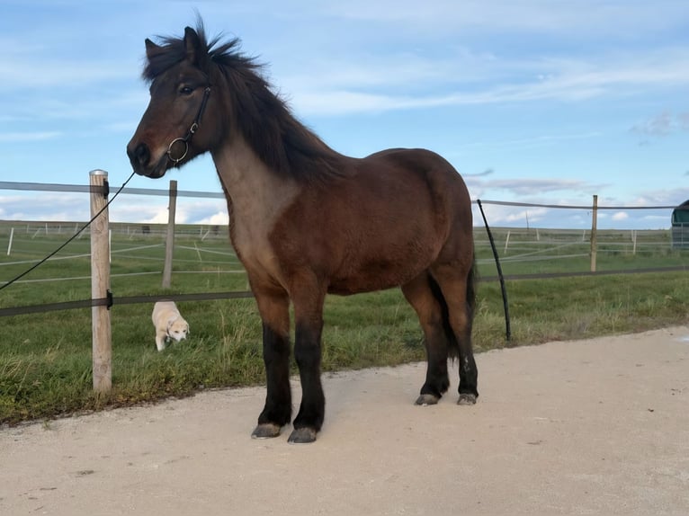 Icelandic Horse Mare 14 years 13,1 hh Brown in Aichtal