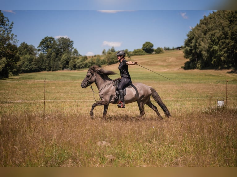 Icelandic Horse Mare 14 years 13,1 hh  in Ulrichsberg