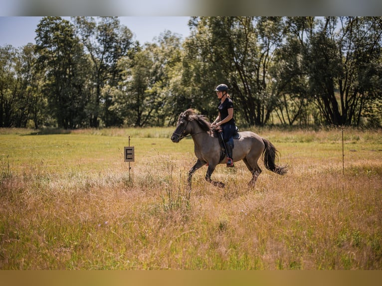 Icelandic Horse Mare 14 years 13,1 hh  in Ulrichsberg