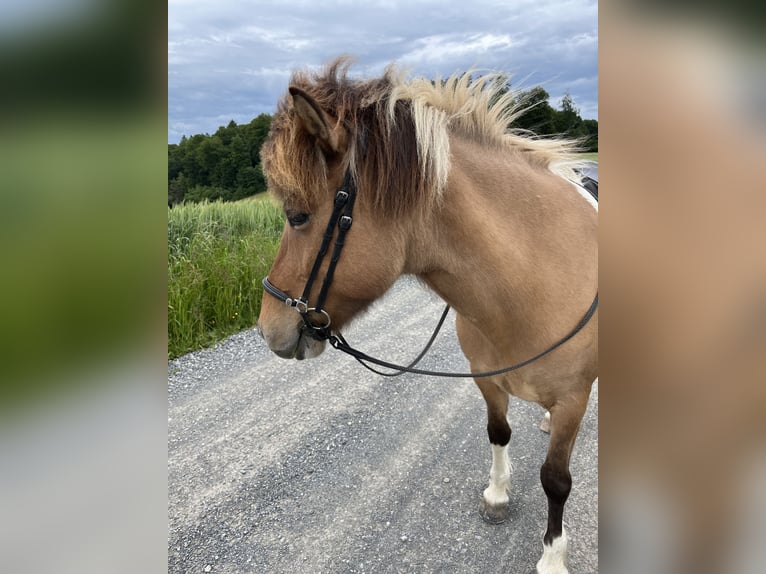 Icelandic Horse Mare 14 years 13,1 hh Pinto in Moosleerau