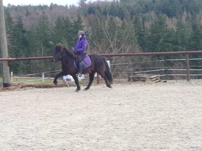 Icelandic Horse Mare 14 years 13,2 hh Black in Usingen