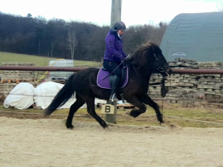 Icelandic Horse Mare 14 years 13,2 hh Black in Usingen