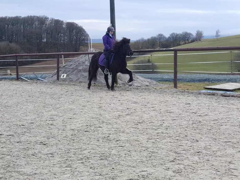 Icelandic Horse Mare 14 years 13,2 hh Black in Usingen