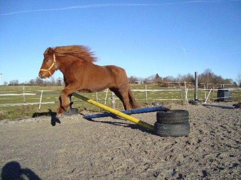 Icelandic Horse Mare 14 years 13,2 hh Chestnut-Red in Obers&#xF6;chering