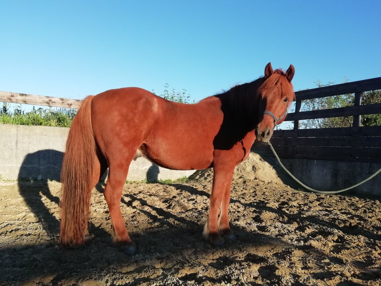 Icelandic Horse Mare 14 years 13,2 hh Chestnut-Red in Obers&#xF6;chering