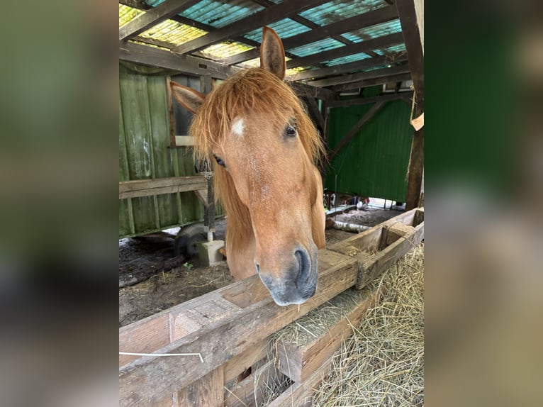 Icelandic Horse Mare 14 years 13,2 hh Dun in Malsch