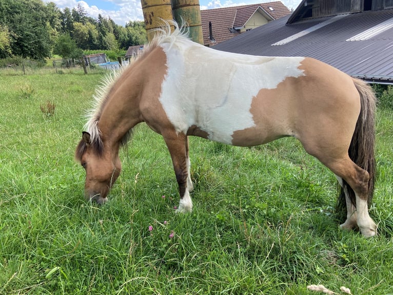 Icelandic Horse Mare 14 years 13,2 hh Pinto in Kirchleerau-Moosleerau