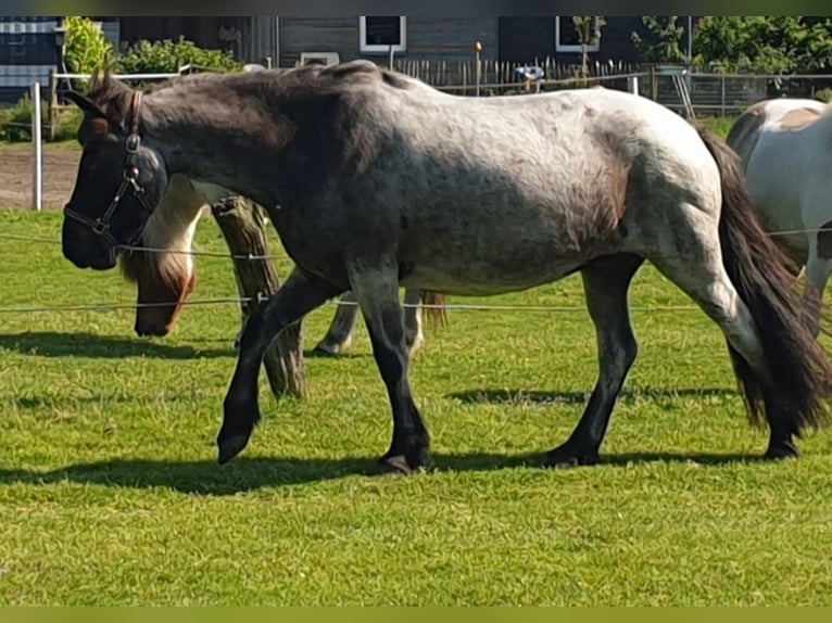 Icelandic Horse Mare 14 years 13,2 hh Roan-Blue in Coesfeld